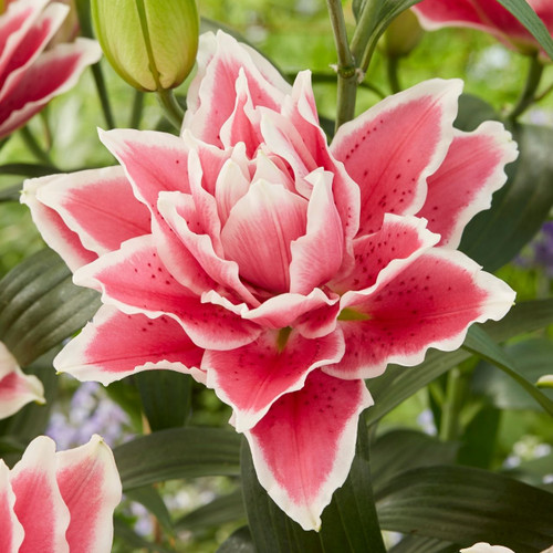 Double Oriental roselily Samantha, showing one lush lily blossom with rose-pink petals that are outlined in white.