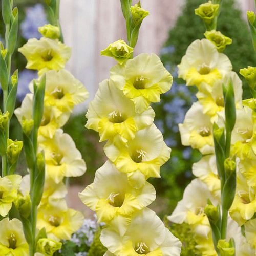 Gladiolus Banana Ice, showing several flower spikes with yellow and white florets, blooming in a summer garden.