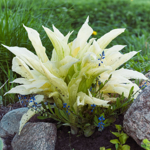 Hosta Medium Leaf White Feather