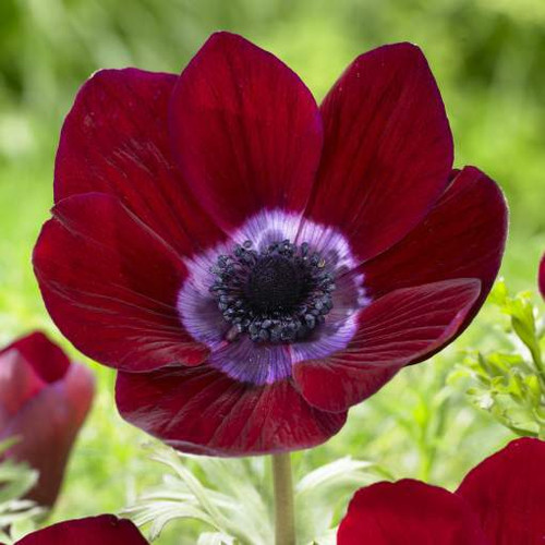 Wine-red De Caen anemone Bordeaux, showing the flower's rich color and striking black center.