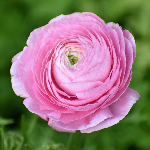 Ranunculus Tomer Pink (Spring)