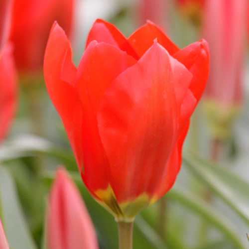 Single blossom of crimson tulip Red Emperor showing open flower with pointed petals and dark red base.