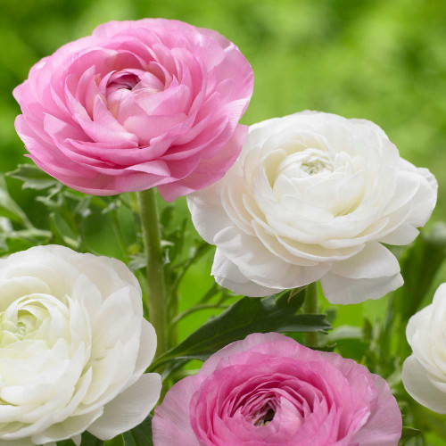 Ranunculus Tomer Pink & White (Spring)