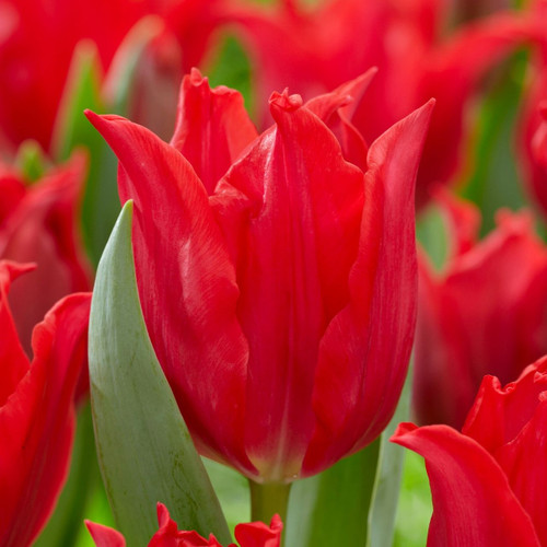 Tulip Lily Flowering Pretty Woman