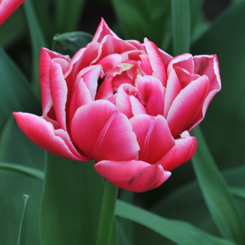 Close up of on a single blossom of double early tulip Columbus, showing the flower's rose-pink petals with white edges.