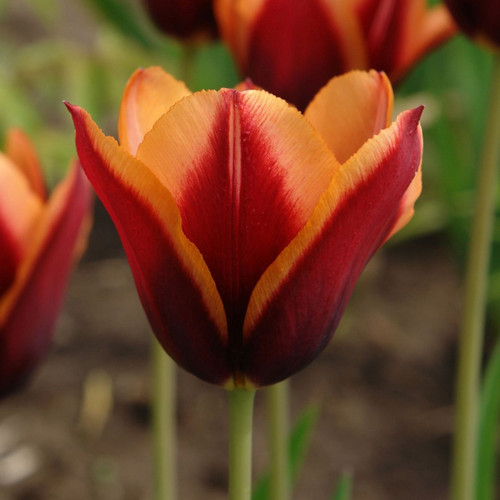 Side view of the striking, burgundy and apricot flowers of triumph tulip Slawa.