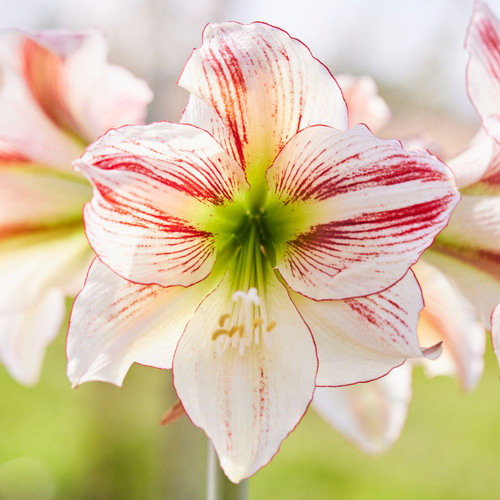 Amaryllis Ambiance displaying white petals with red brushstrokes decorating each petal.