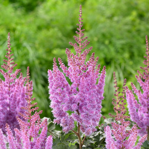 Astilbe Chinensis Purple Rain