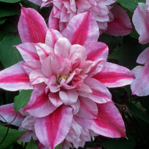 Clematis Standard Patricia Ann Fretwell