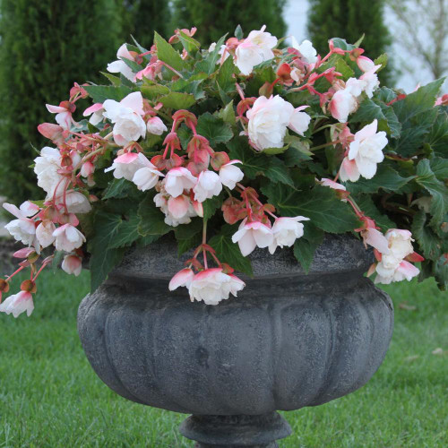 Odorata White, a fragrant, cascading tuberous begonia with large white flowers.