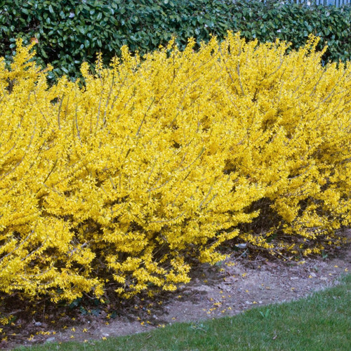 Forsythia Gold Tide displaying its compact growth habit and brilliant yellow early spring flowers.