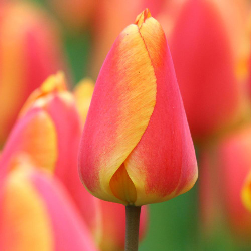 Darwin hybrid tulip Oxford Elite showing a single flower with red, rose-pink and yellow petals.