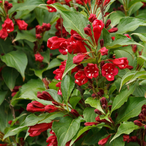Weigela Florida Red Prince - 1 Bare Root - Longfield Gardens