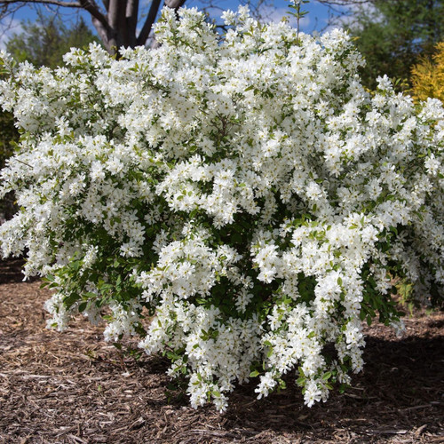 The spring-flowering shrub Exochorda x macrantha Lotus Moon, commonly known as pearlbush