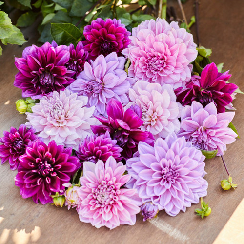 Dahlia Dinnerplate Berry Spritz Collection