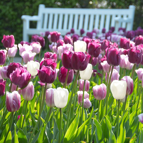 A combination of midseason triumph tulips in colors of plum, lavender and white, blooming together in a spring garden.