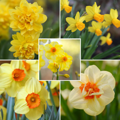 A collection of colorful daffodils with yellow and orange flowers that includes varieties with different flower styes and bloom times.