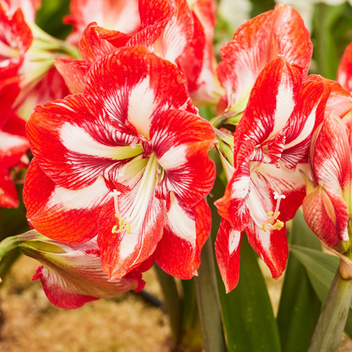The winter-blooming amaryllis Pierrot, with large, bright red blossoms that feature a prominent white star in the center.