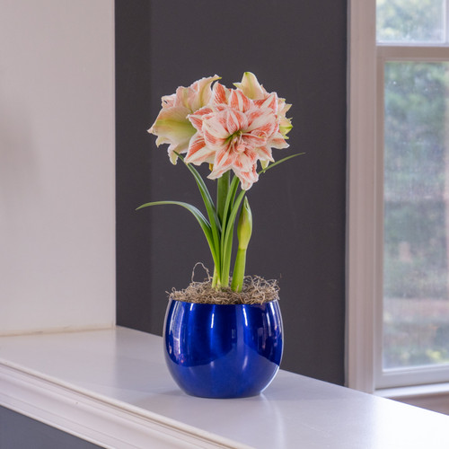 Amaryllis Dancing Queen blooming indoors in a glossy, cobalt blue pot.