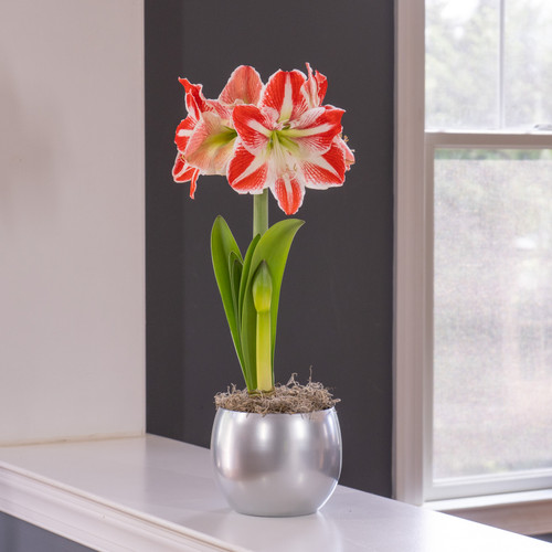 The red and white flowers of amaryllis Pierrot blooming indoors in a shiny silver metal pot.