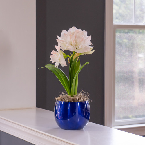 The pure white flowers of double amaryllis Arctic Nymph blooming indoors in a shiny blue pot.