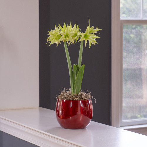 The distinctive lime green flowers of amaryllis Evergreen blooming indoors in a red metal pot.