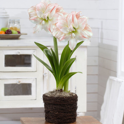 Amaryllis with Twig Style Pot Growing Kit