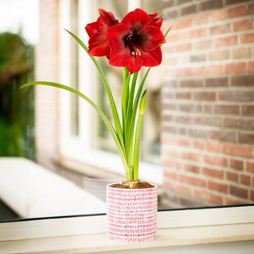 Amaryllis with Hatch Mark Ceramic Pot Growing Kit