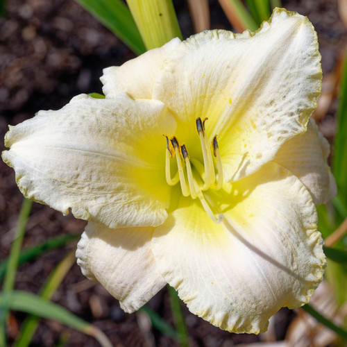 The creamy white flower of hemerocallis Joan Senior, the best nearly-white daylily on the market.