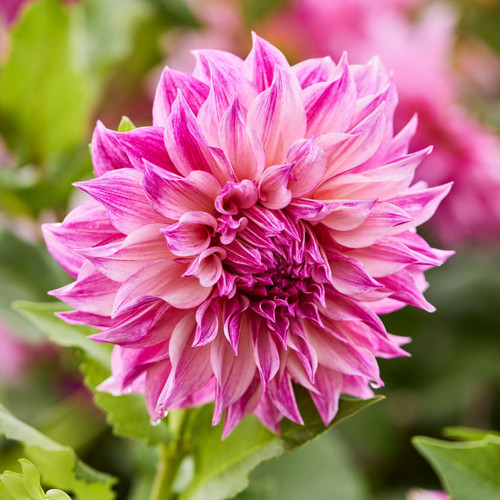 Dinnerplate dahlia Cafe au Lait Royal, displaying hues of hot pink, rose and lilac.