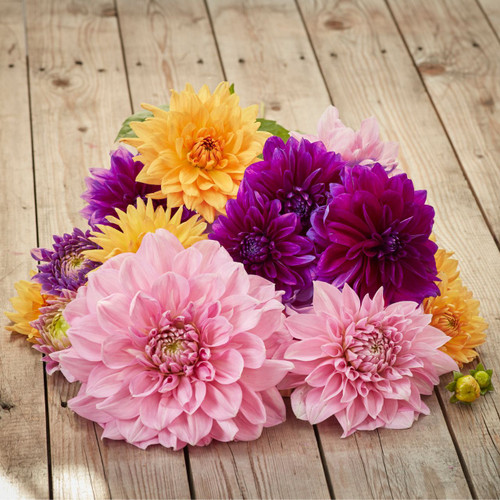 Dahlia Dinnerplate Daybreak Collection