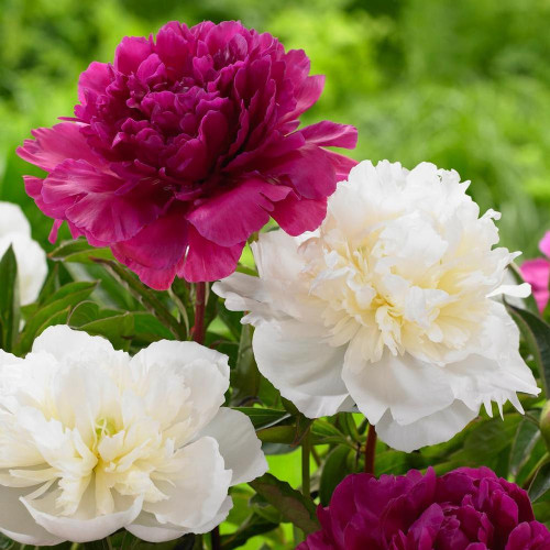 Peony Lactiflora Duchess de Nemours & Karl Rosenfield (Spring)