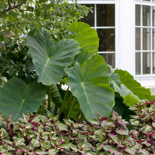 A dramatic planting of elephant ears, showing the enormous leaves of colocasia esculenta in a home garden.