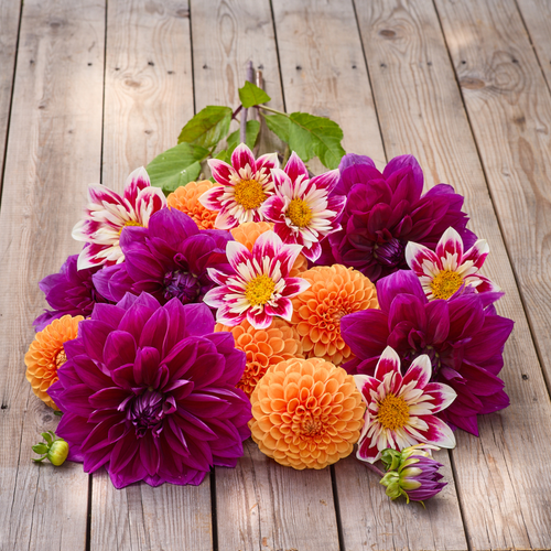 Dahlia Assorted Radiant Fusion Collection Dahlia Assorted Radiant Fusion Collection