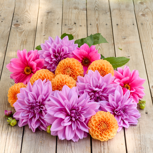 Dahlia Assorted Enchantment Collection Dahlia Assorted Enchantment Collection
