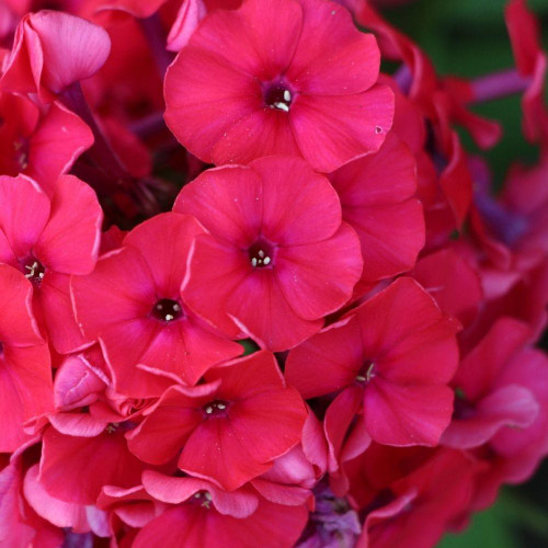 Phlox Paniculata Red Riding Hood