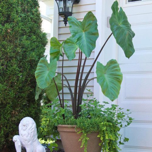 The tall dark stems and large green leaves of elephant ear colocasia Black Stem, growing in a large planter on a porch or patio.