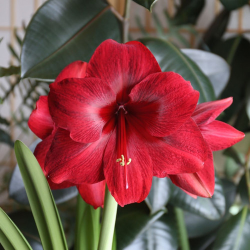 The enormous, deep red flowers of winter-blooming amaryllis Red Pearl.