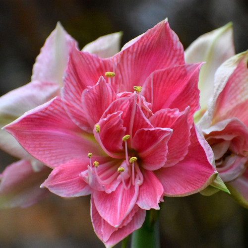 Amaryllis Double Sweet Nymph