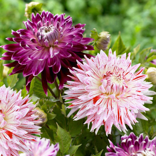 Close up of two dinnerplate dahlia flowers, featuring the raspberry and white striped blossoms of cactus-style dahlia Avignon and the purple-violet flowers of Vancouver.