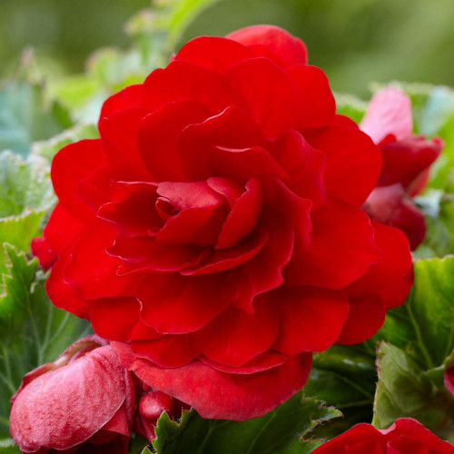 A bright red upright tuberous begonia flower named Roseform Scarlet.