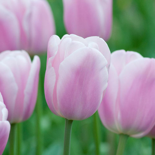 Tulip Triumph Synaeda Amor - 20 bulbs - Longfield Gardens