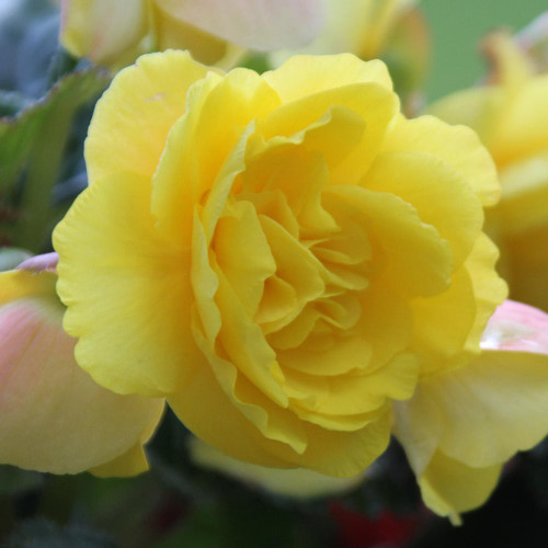 The lush, lemon yellow flowers of upright tuberous begonia Roseform Yellow.