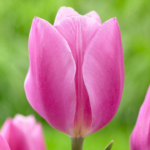 Triumph tulip Early Glory shown in a close up view that highlights this flower's multiple shades of light and dark pink.