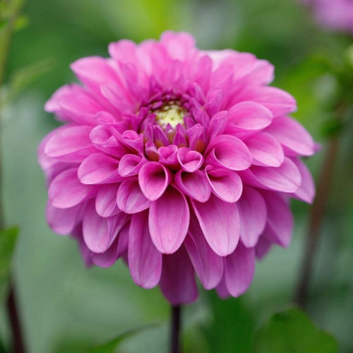 Decorative dahlia Blue Bell, featuring a single perfect blossom with violet and lavender petals.
