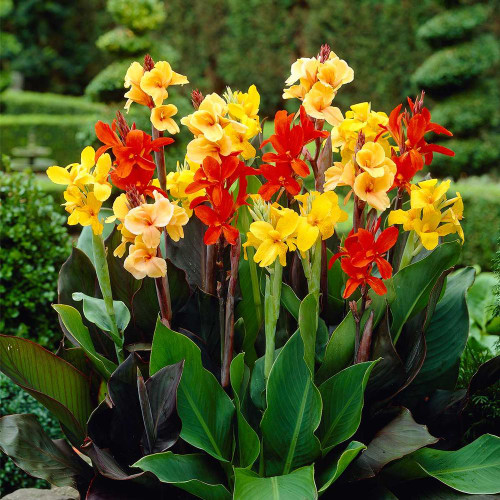 A mixed outdoor planting featuring several varieties of cannas with light and dark foliage, and flowers that are red, orange, yellow and peach.