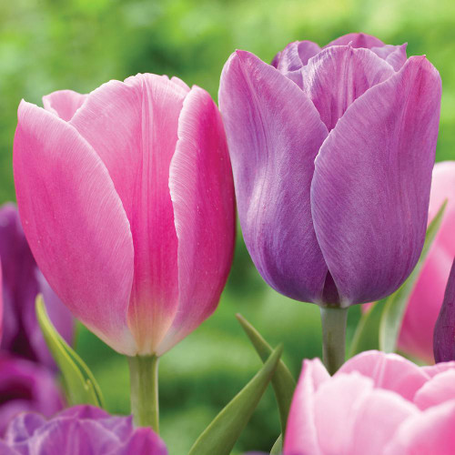 The flowers of two triumph tulips, featuring candy pink Early Glory and light purple Blue Beauty.