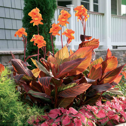 The orange flowers and bold, variegated foliage of canna Tropicanna standing tall in a home garden.