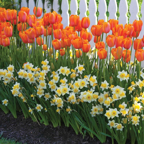 Spring flowers blooming beside a white picket fence, featuring orange tulip Dordogne and the white and yellow daffodil Golden Echo.