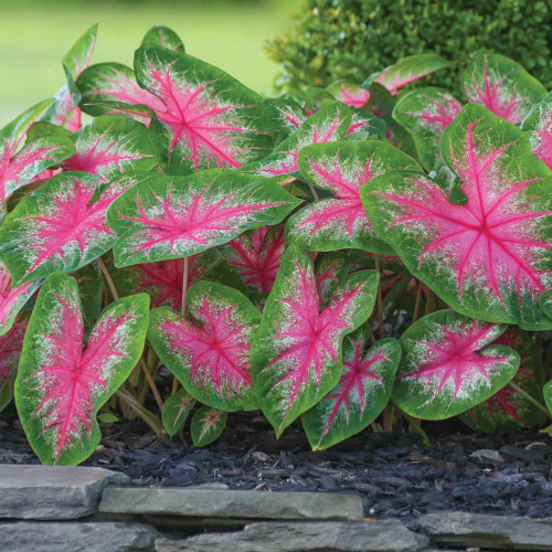 The hot pink leaves of shade tolerant caladium Rosebud.